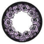 렌즈직구-렌즈고고